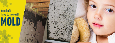 Mold Remediation Services